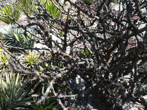 Image of Jatropha neopauciflora Pax