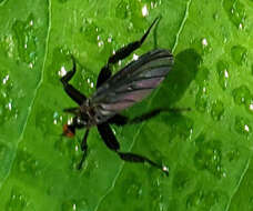 Image of Long-tailed Dance Fly