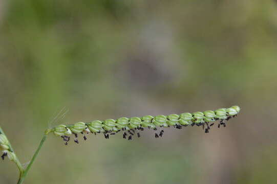 Image of Paspalum pubiflorum var. pubiflorum