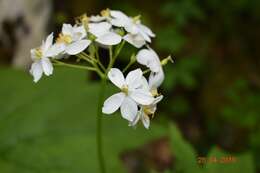 Image of American umbrellaleaf