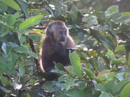 Image of Black-capped Capuchin