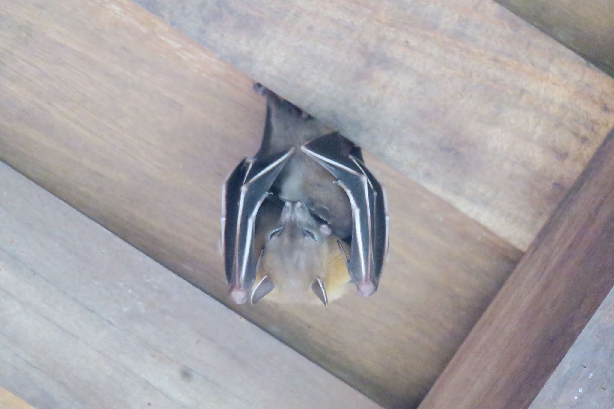 Image of Common Short-nosed Fruit Bat