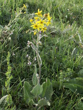 Image of Ligularia narynensis (C. G. A. Winkl.) O. Fedtsch. & B. Fedtsch.