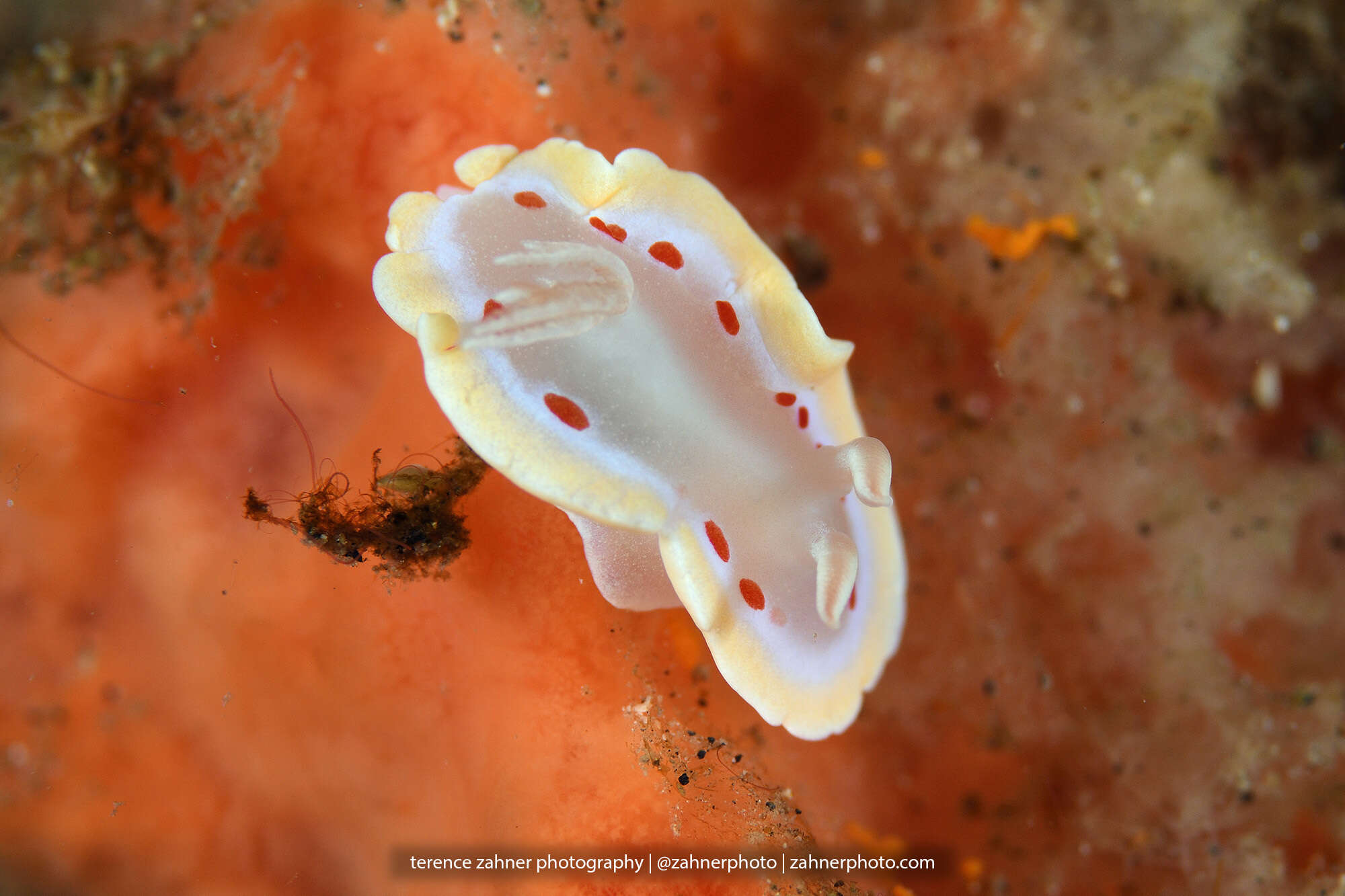 Image of Ardeadoris cruenta (Rudman 1986)