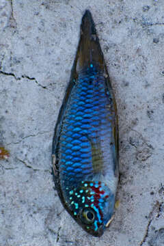 Image of Borelli's dwarf cichlid