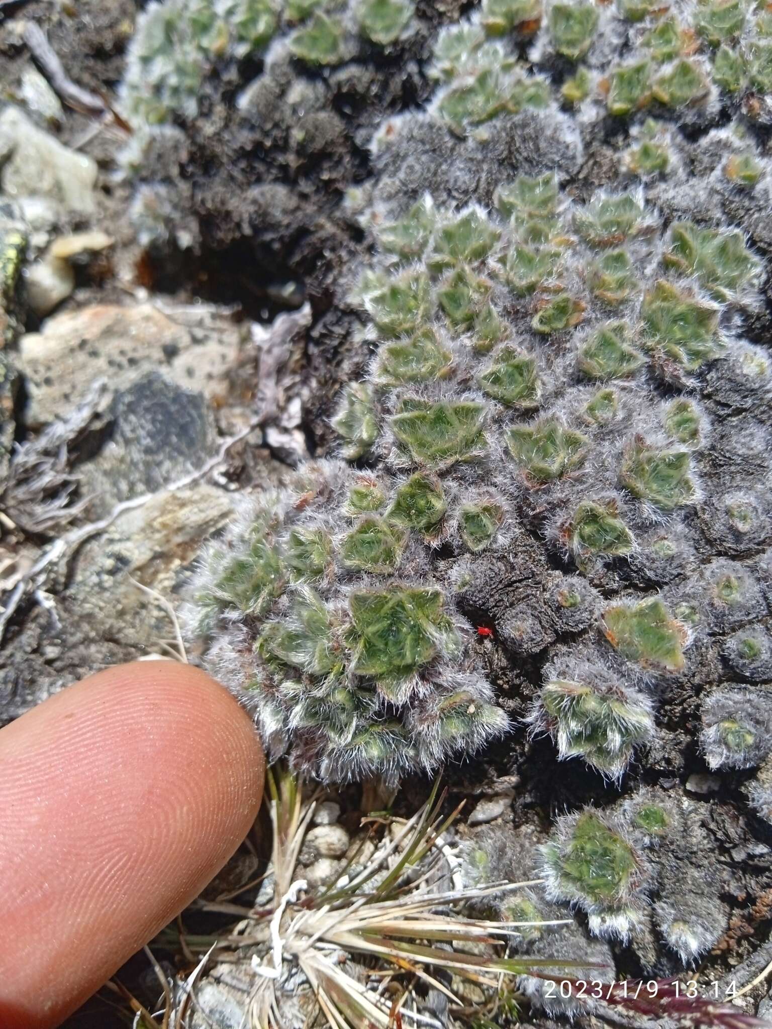 Image of Myosotis pulvinaris Hook. fil.