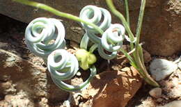 Image of Albuca concordiana Baker