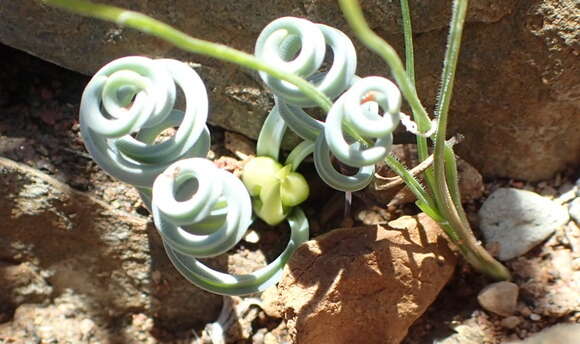 Image de Albuca concordiana Baker