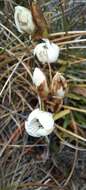 Image de Gentianella muelleriana subsp. alpestris (L. G. Adams) Glenny