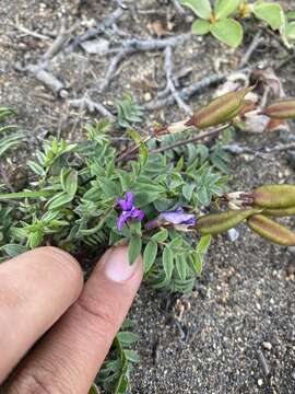 Image of Chukotka locoweed