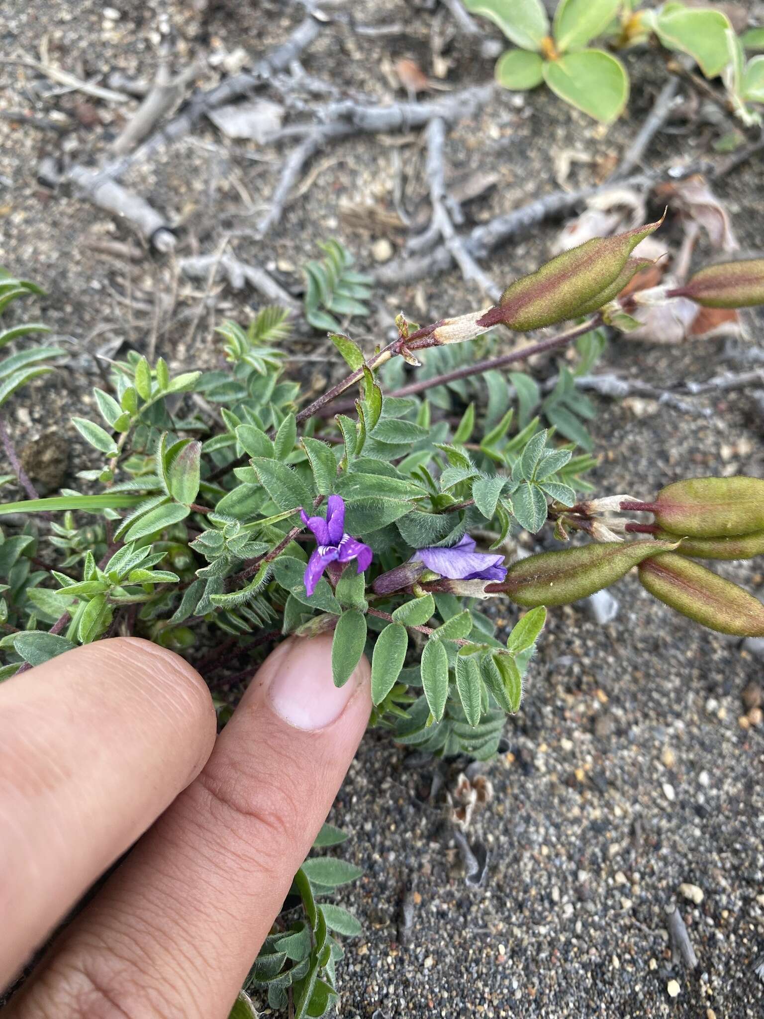 Image de Oxytropis czukotica Jurtzev