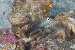 Image of Blue-speckled rubble goby