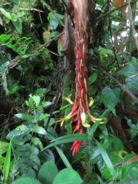 Image of Pitcairnia geotropa J. R. Grant