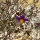 Image of Solanum nummularium S. Moore