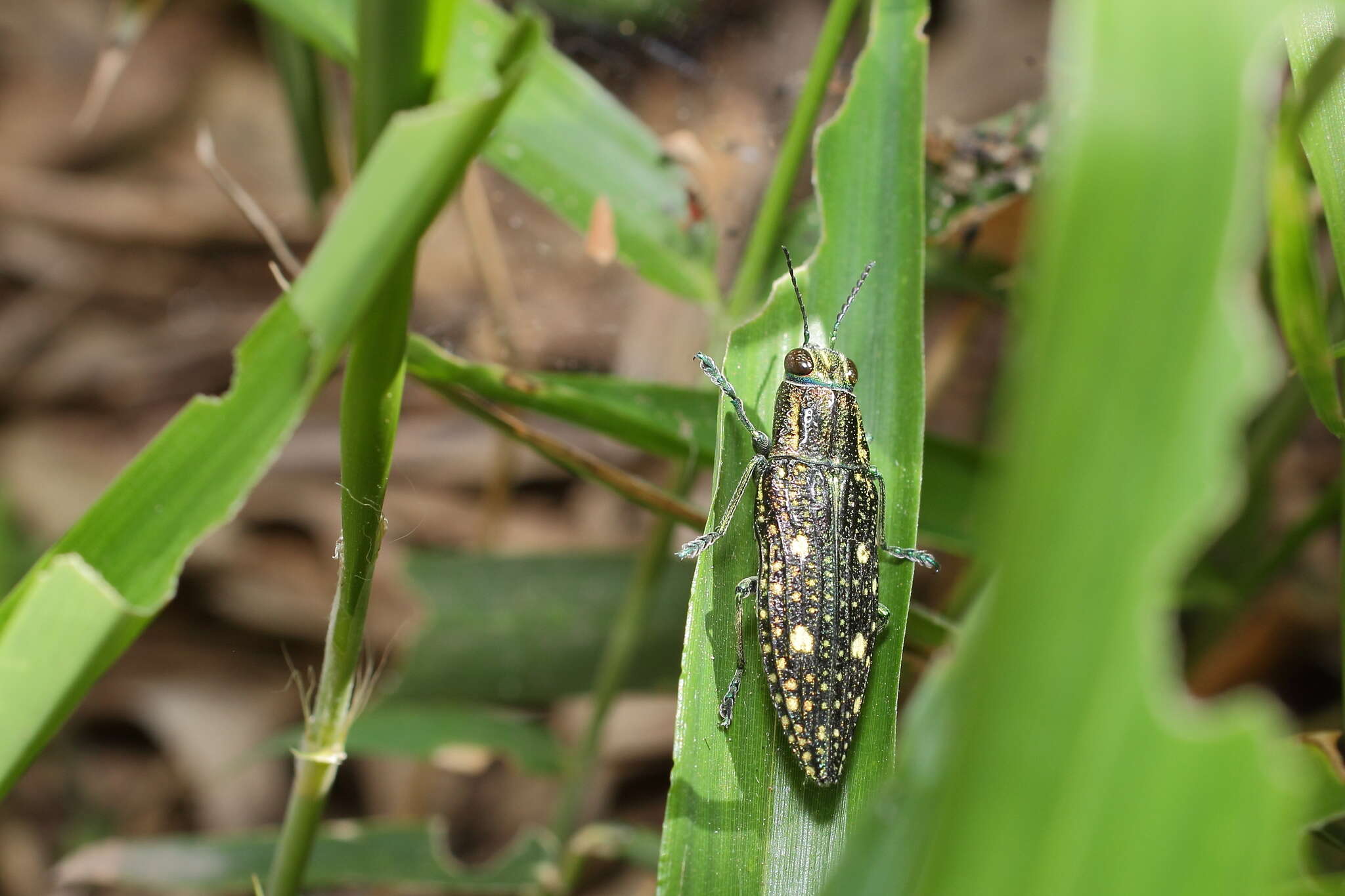 Imagem de Nipponobuprestis amabilis (Snellen von Vollenhoven 1864)