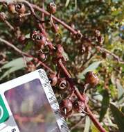 Image of Eucalyptus petrensis M. I. H. Brooker & S. D. Hopper