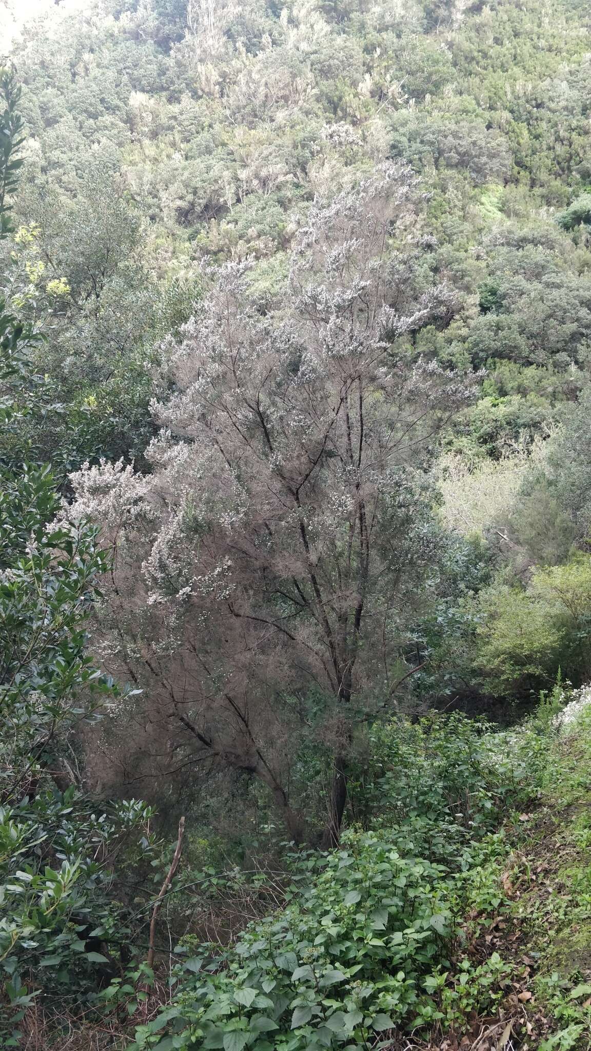 Imagem de Erica platycodon subsp. maderincola (D. C. Mc Clint.) Rivas Mart., Capelo, J. C. Costa, Lousã, Fontinha, R. Jardim & M. Seq.