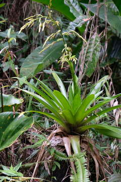 Image de Guzmania plumieri (Griseb.) Mez