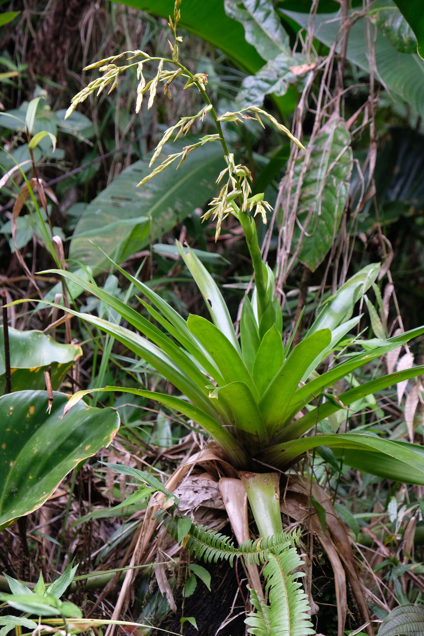 Image de Guzmania plumieri (Griseb.) Mez