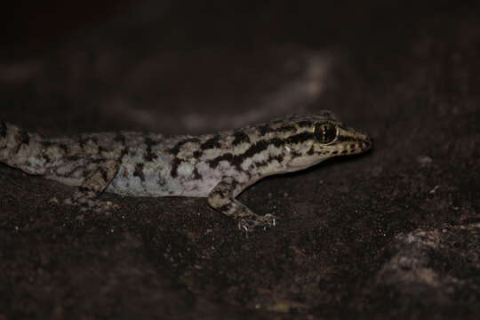 Image of Darwin's Leaf-toed Gecko