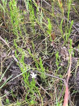 Image of marsh sandwort