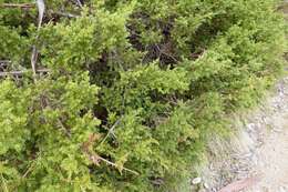 Image of Mountain Plum Pine