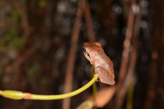 Image of Pseudophilautus amboli (Biju & Bossuyt 2009)