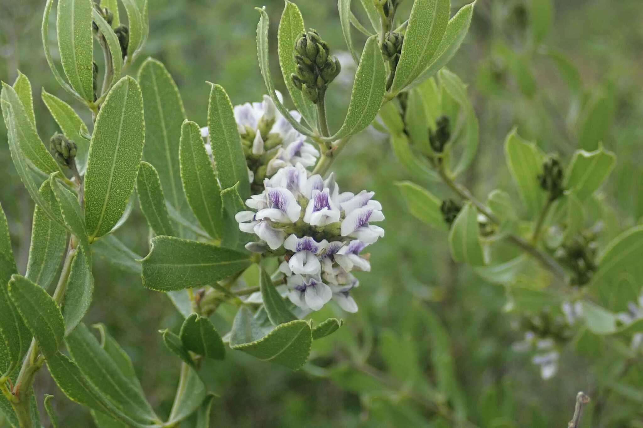 Image of Grassland blue pea