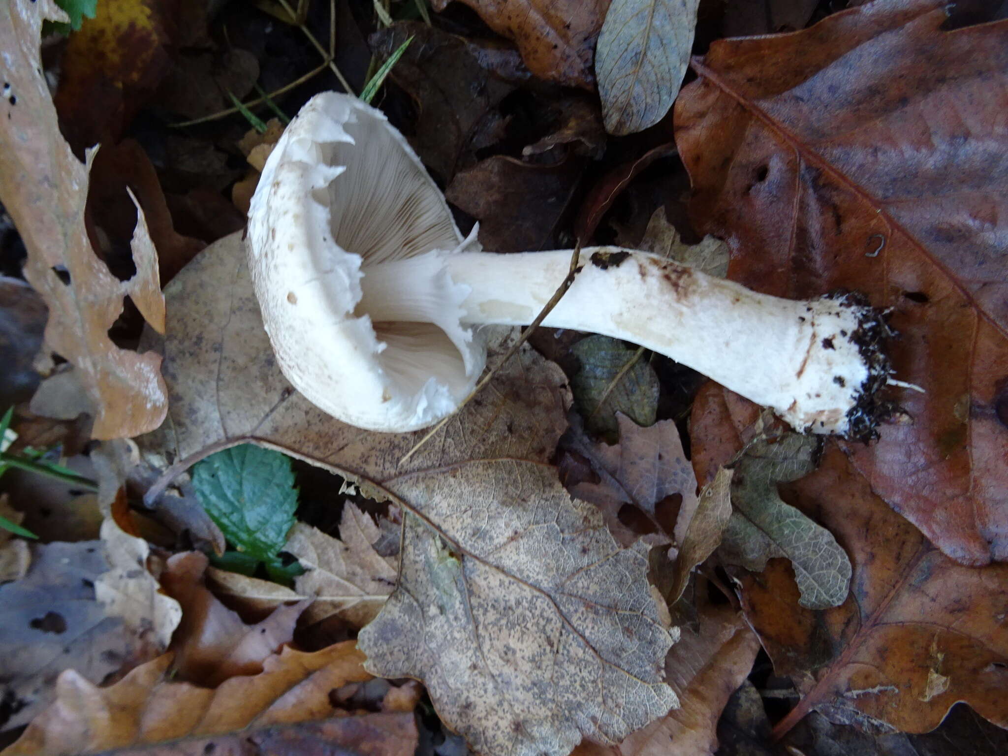 Image of Agaricus bresadolanus Bohus 1969