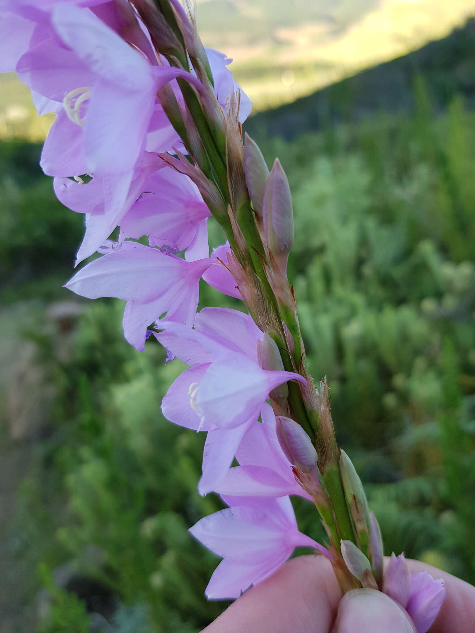 Image of fragrant bugle-lily