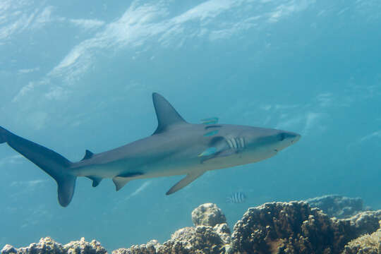 Image of Galapagos Shark