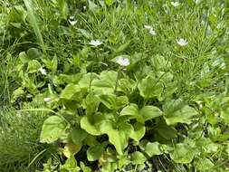 Claytonia cordifolia S. Wats. resmi