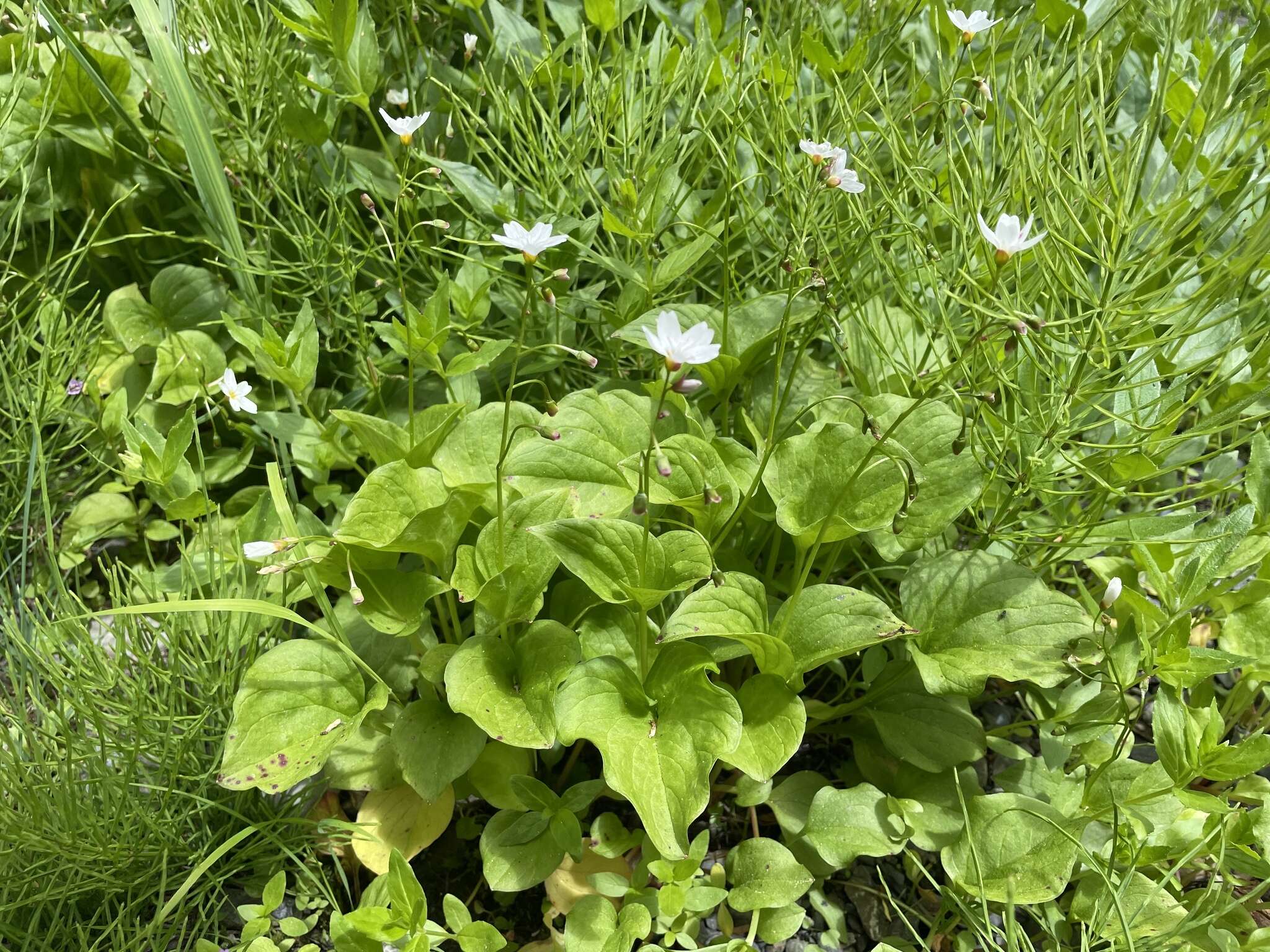 Claytonia cordifolia S. Wats. resmi