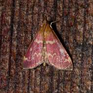 Image of Raspberry Pyrausta