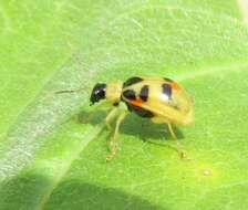 Слика од Cerotoma ruficornis (Olivier 1791)