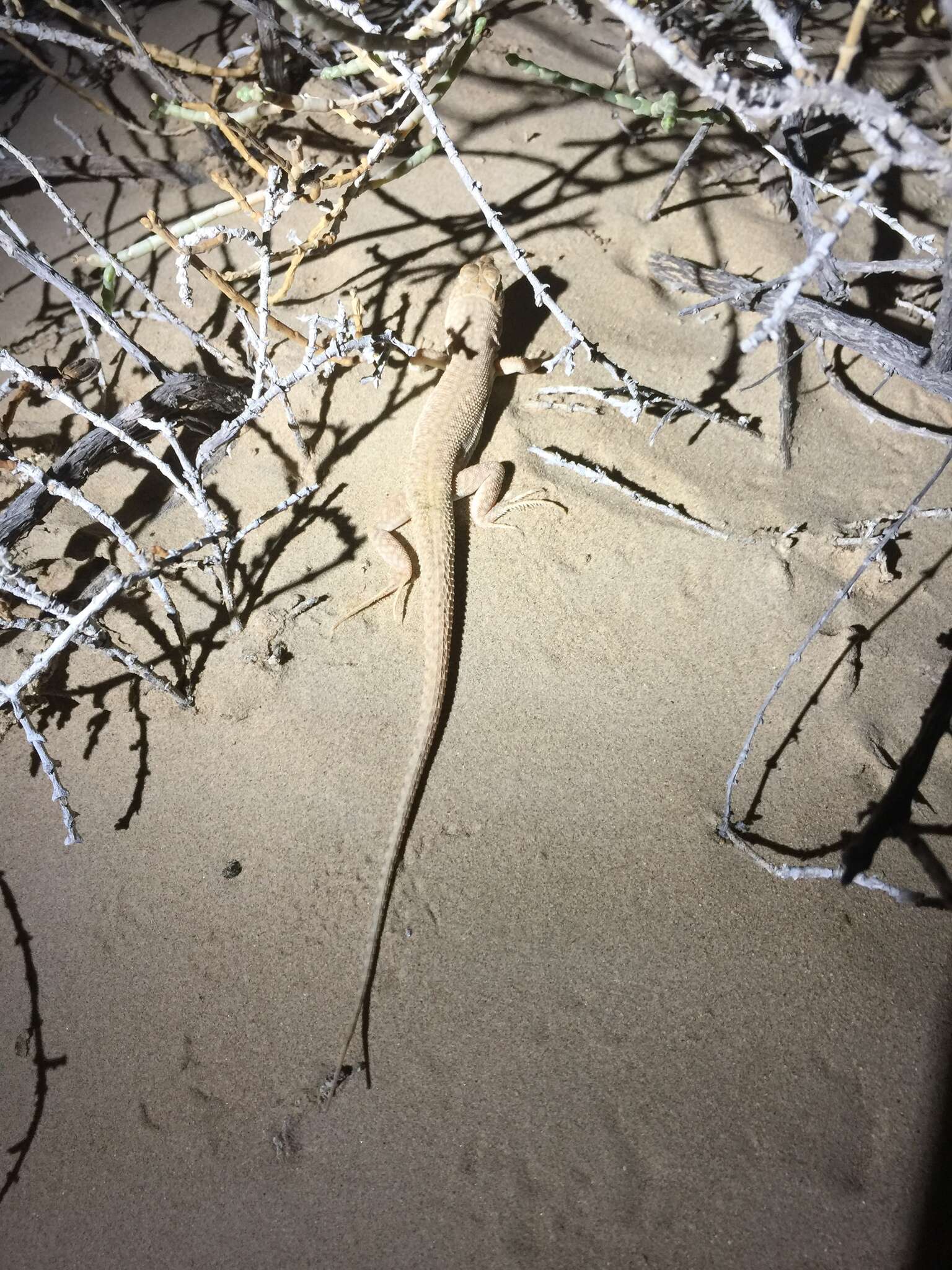 Image of Schmidt's Fringe-toed Lizard