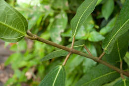 Image of Ficus cumingii Miq.