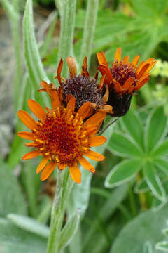 صورة Tephroseris integrifolia subsp. capitata (Wahlenb.) B. Nord.