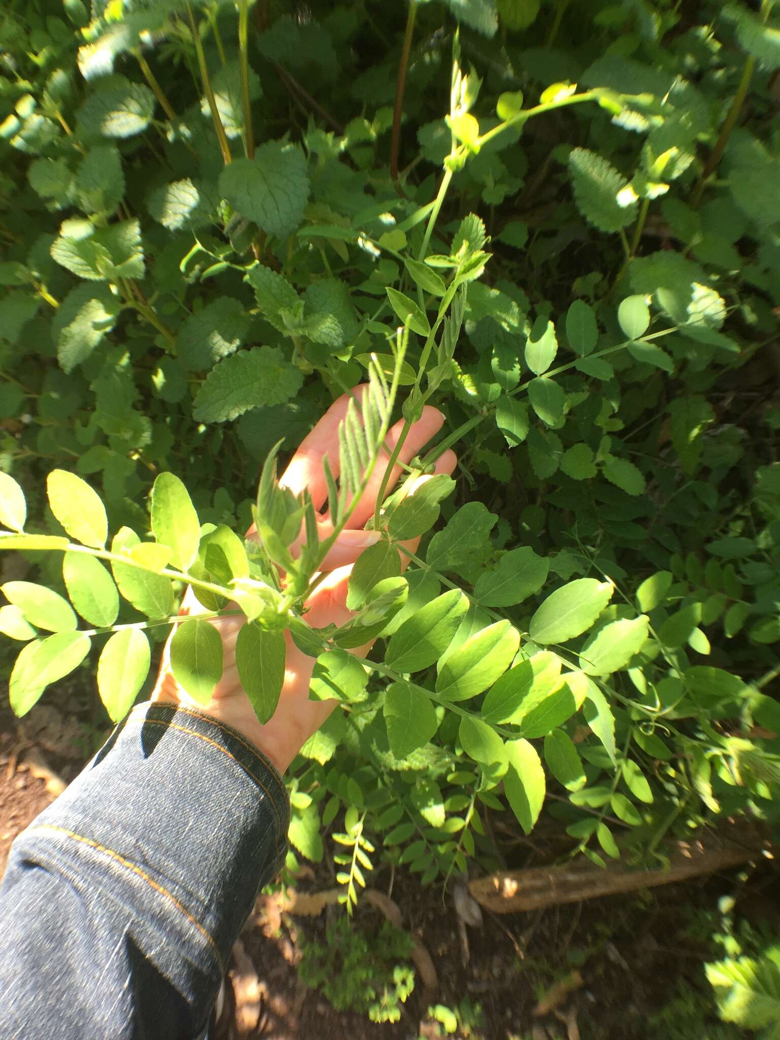 Image of American vetch