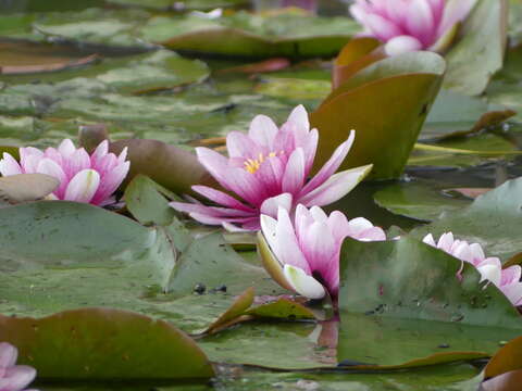 Image de Nymphaea marliacea Hort. Latour-Marliac