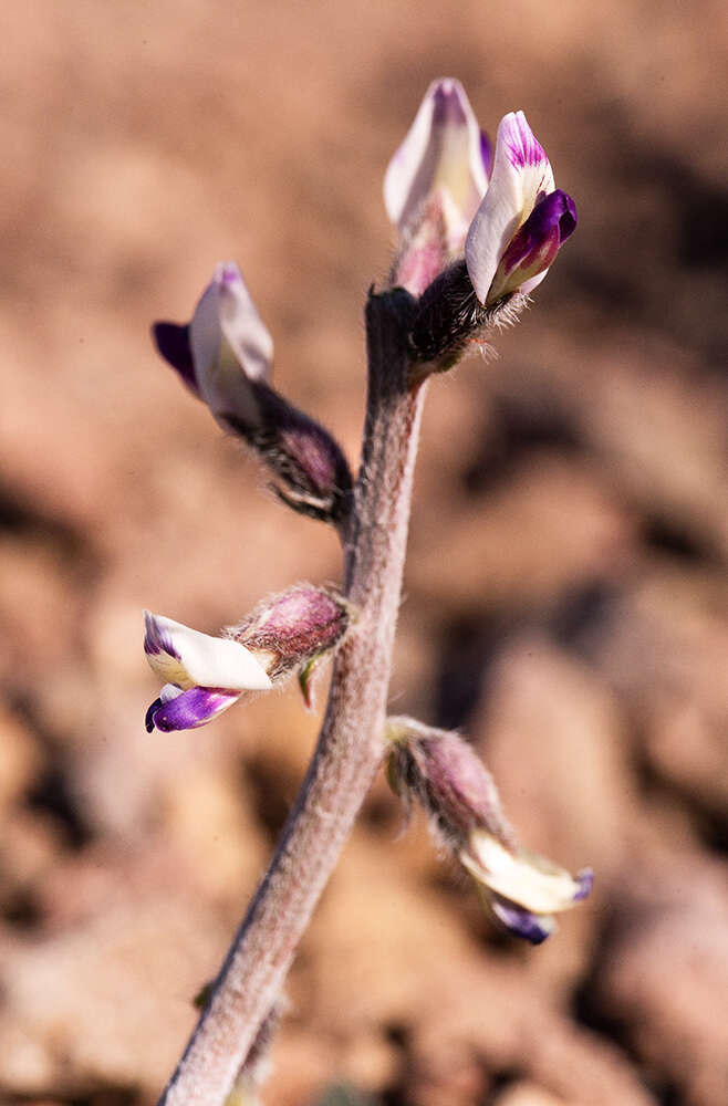 Image of widow's milkvetch