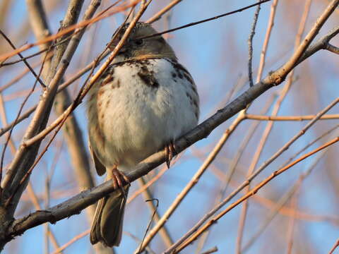 Image of Harris's Sparrow