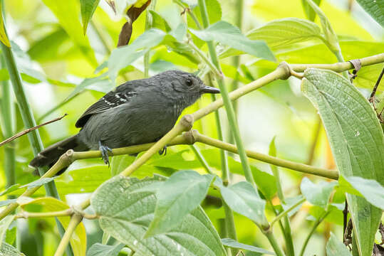 Image of Rio de Janeiro Antbird