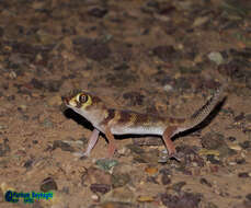 Image of Bedraiga's Wonder Gecko