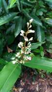 Image of Alpinia intermedia Gagnep.