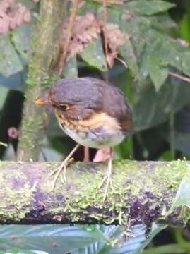 Image of Ochre-breasted Antpitta