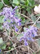 Image of Nepeta racemosa subsp. racemosa