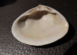 Image of surf clam