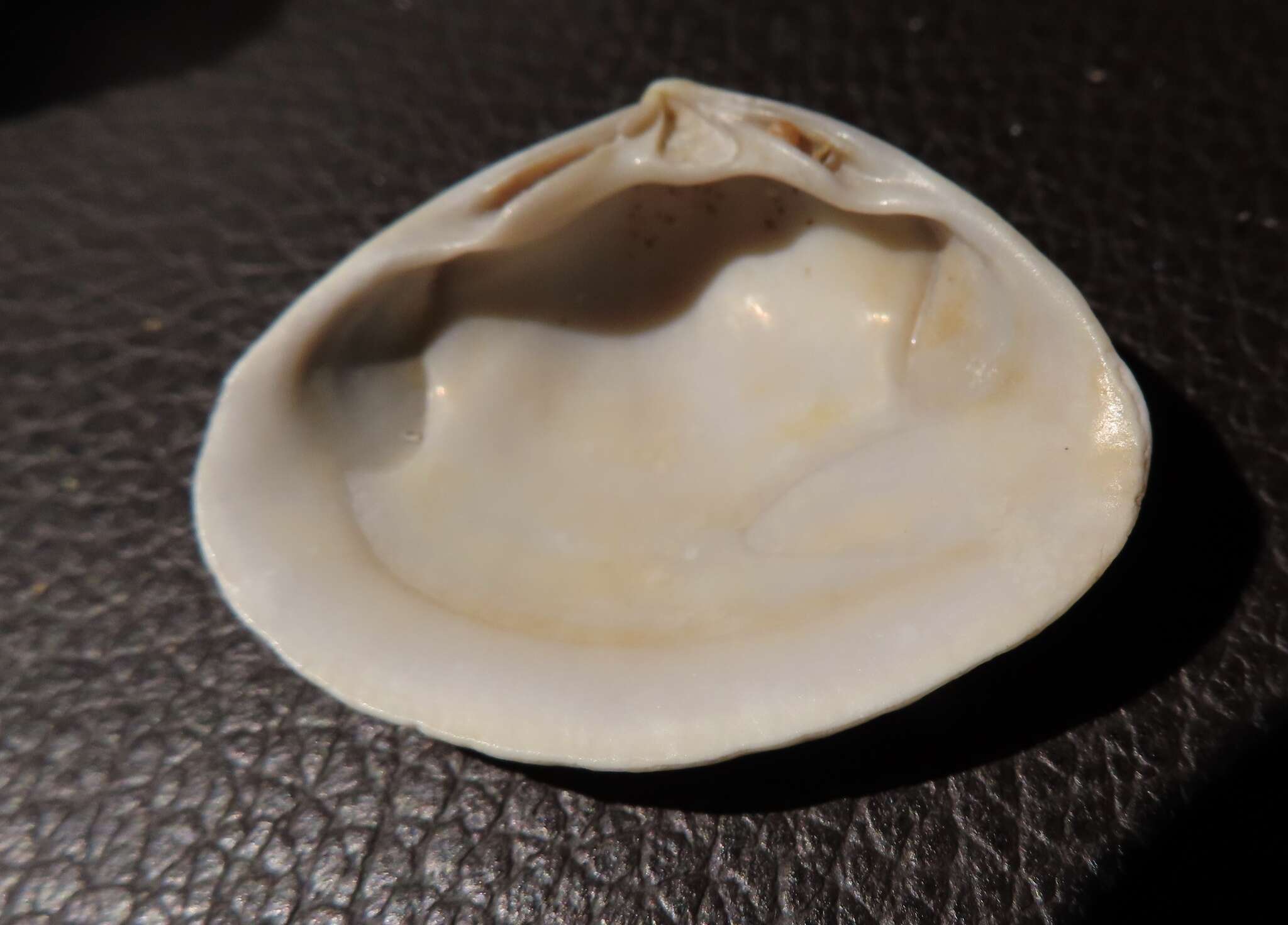 Image of surf clam