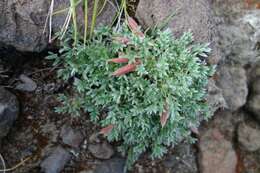 Image de Oxytropis pumilio (Pall.) Ledeb.